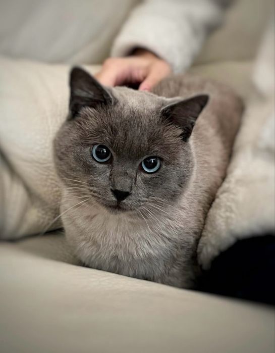 Gatinho jovem para adoção responsável