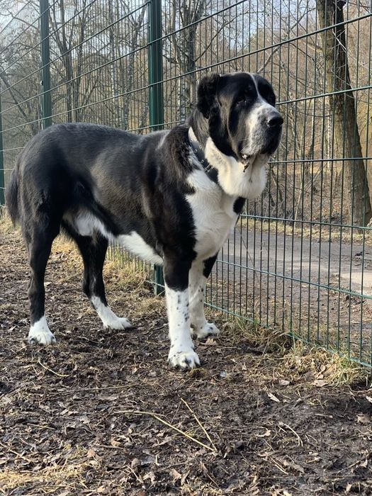 В'язка САВ алабай