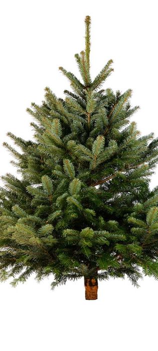 Choinki z dowozem do mieszkania choinki z dostawą do domu świerk jodła