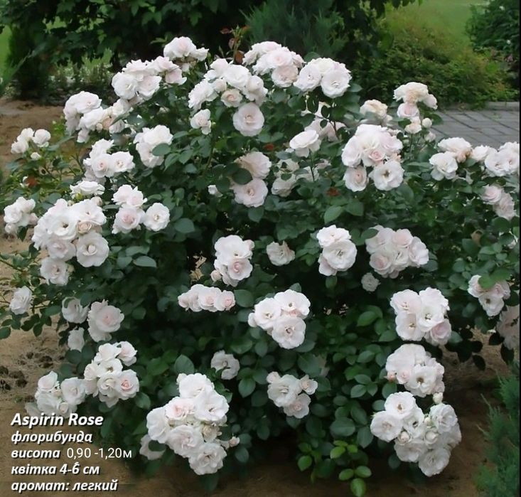 Саджанці троянд Саженцы роз