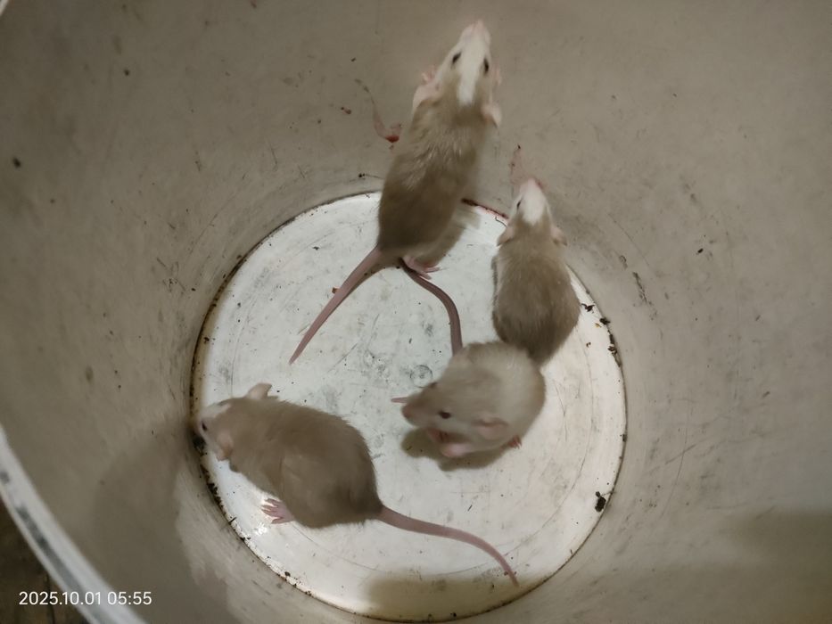 Крыски декоративные ручные