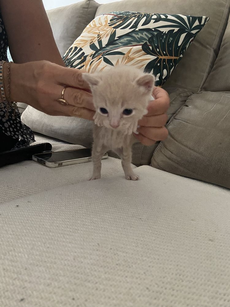 Gatinhos para adocao