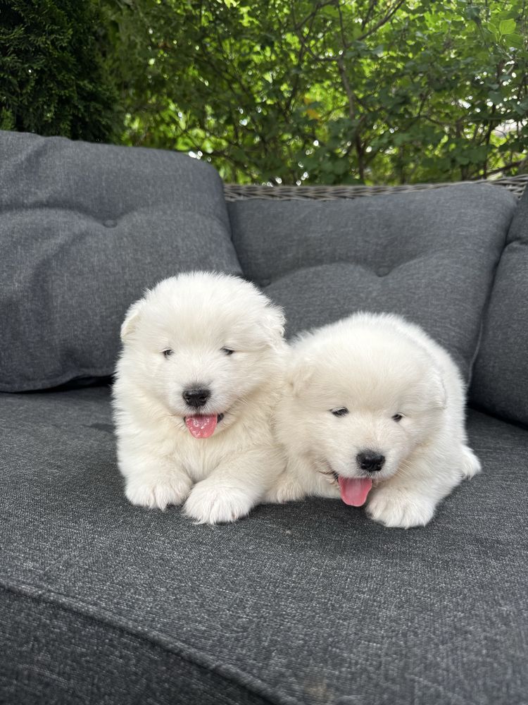 Piekny piesek samoyed FCI