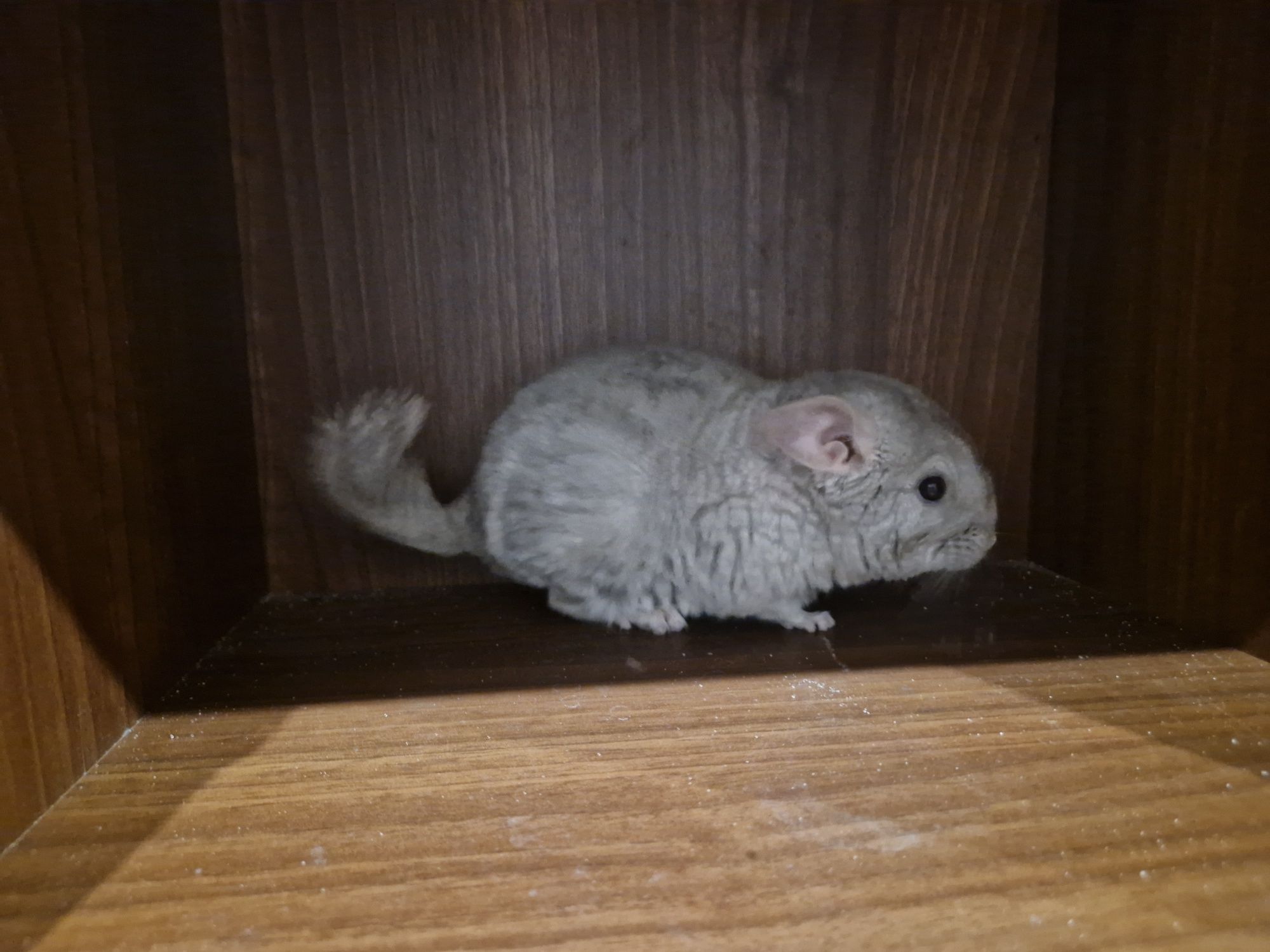 Szynszyl chinchilla beżowy samiec 3.5 miesiąca. Zdrowy, oswojony karma