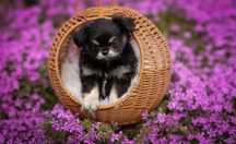 Chihuahua mini chłopiec gen huski