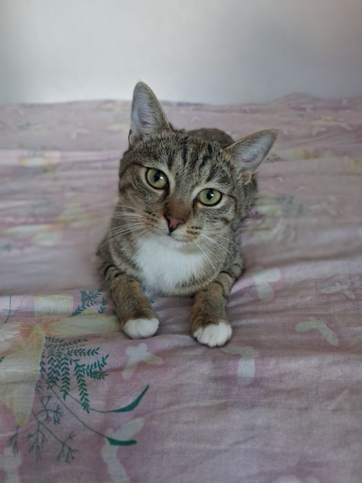 Loyd, kocurek szuka domu