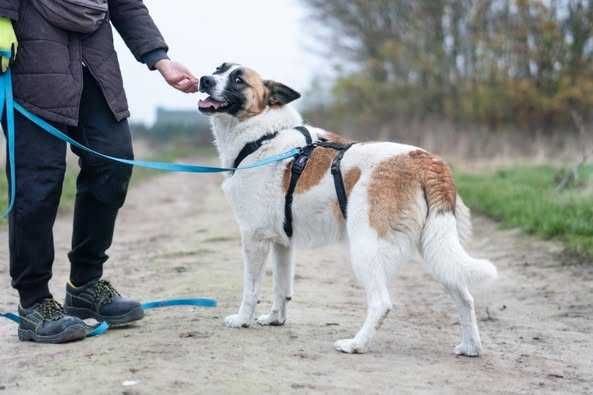Przyjazna i młoda Wiki szuka domku