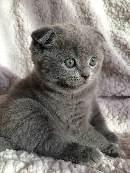 Шотландский котенок