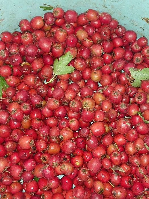 5kg dzikiej róży 
5kg głogu 
5kg tarniny