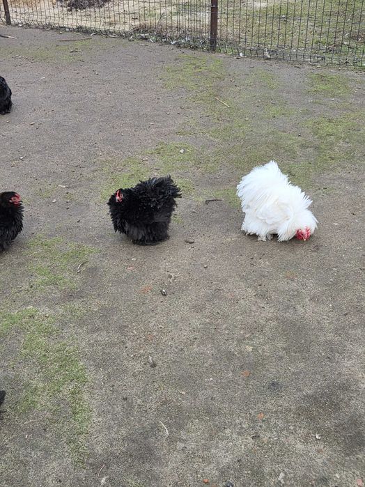 Kochiny miniaturowe młode KOGUTY