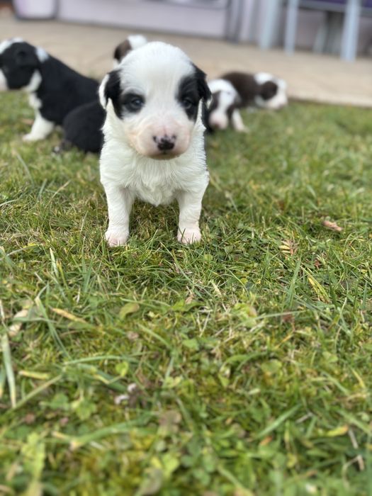 Szczeniak Border Collie