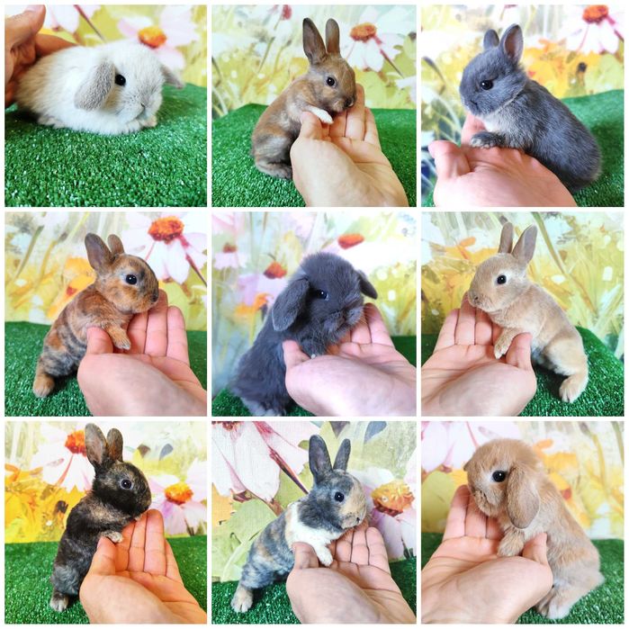 PIĘKNE Mini Lop królik miniaturka karzełek rex baranki teddy