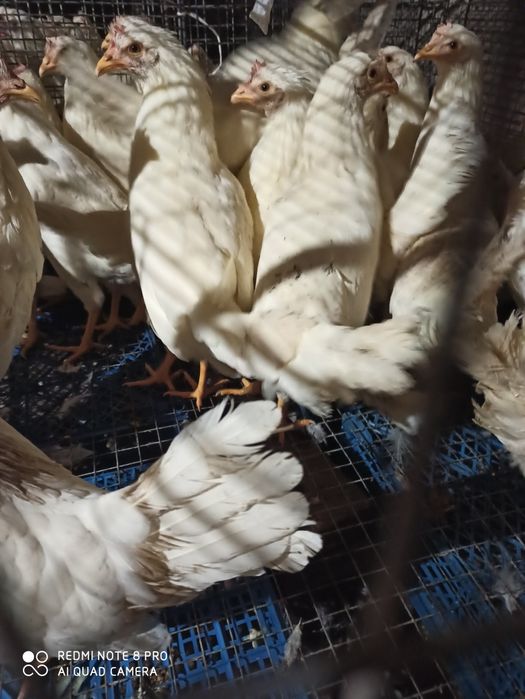 Продам білу МОЛОДУ курочку 4 місяця