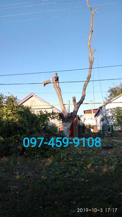 Обрезка деревьев любой сложности,автовышка,альпинисты,все аккуратно.