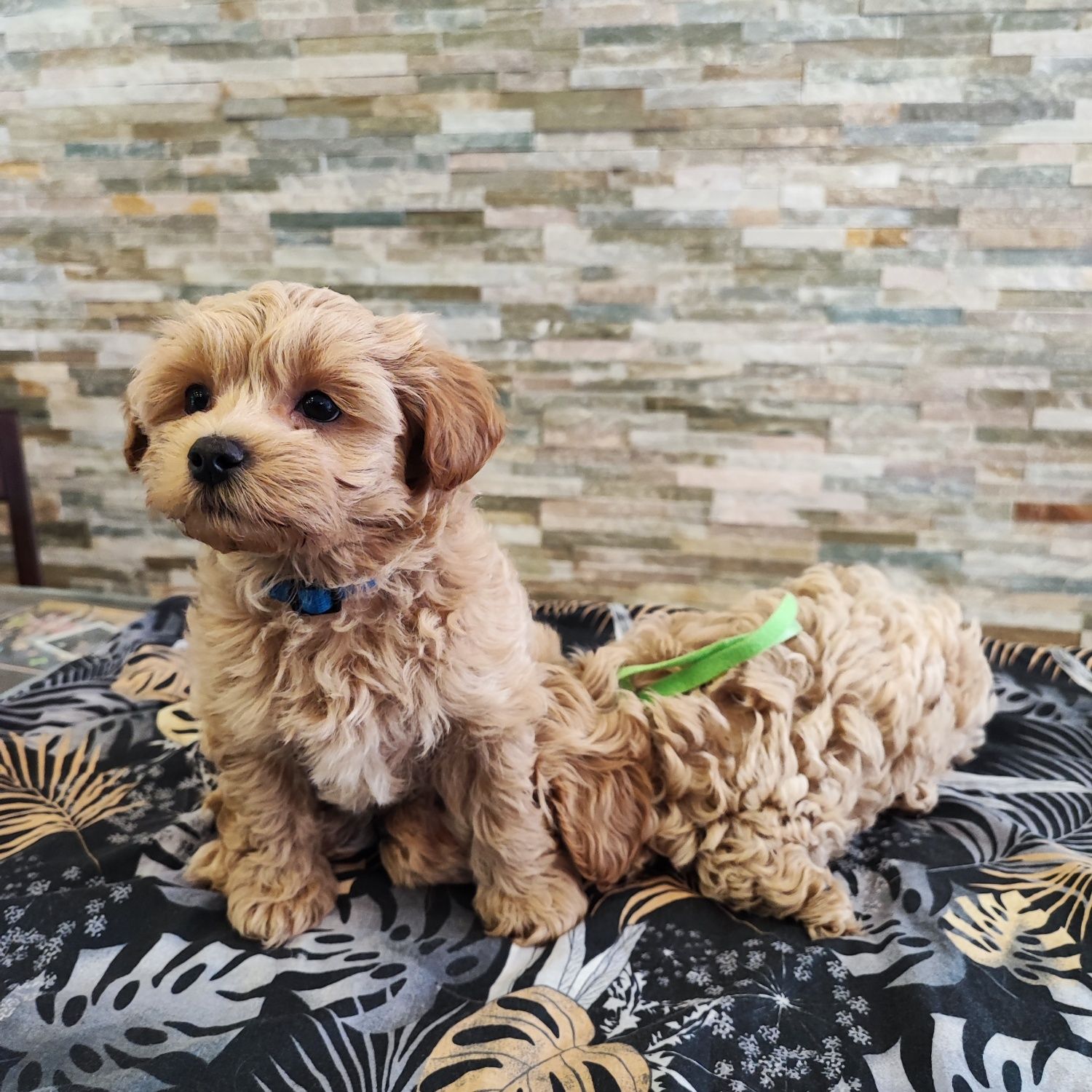 Maltipoo Maltipo toy xs red brown