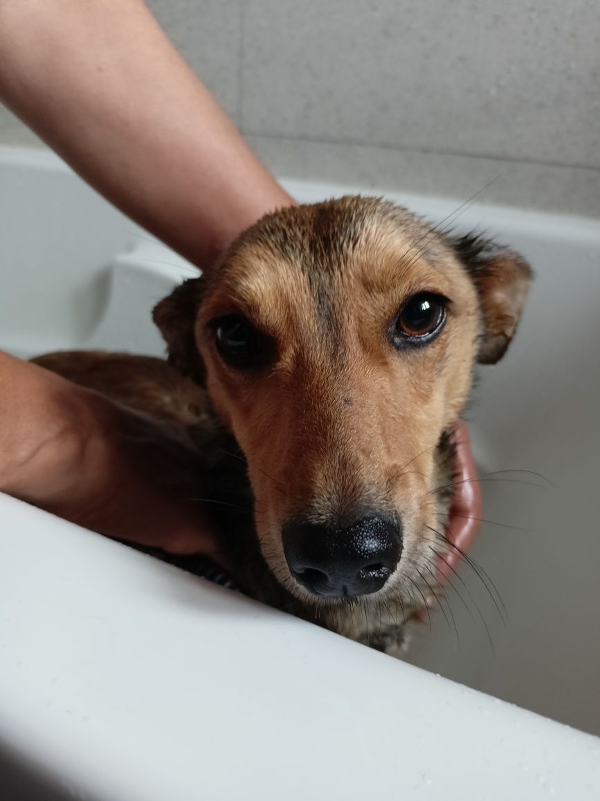Cão jovem e pequeno