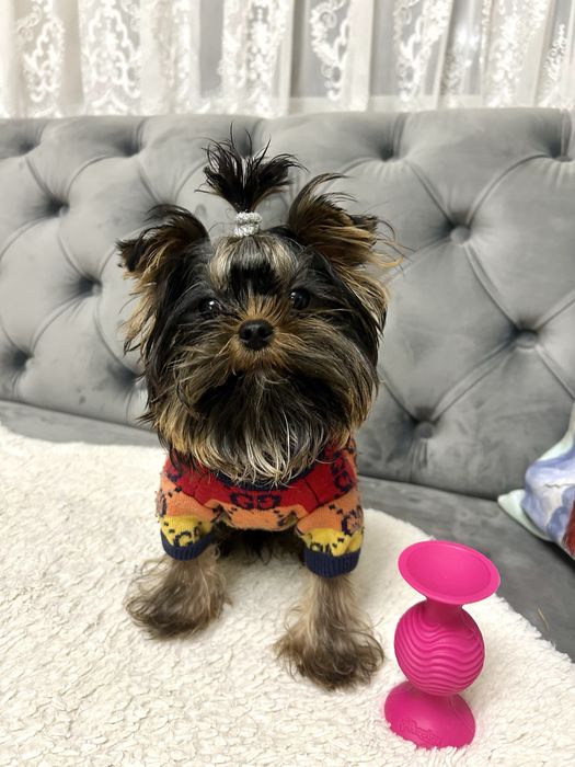 Красунчик Міні Йоркширський терєр