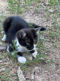 Врятуйте кошеня (котенок) 1-1,5 міс чорнобіла дівч.
