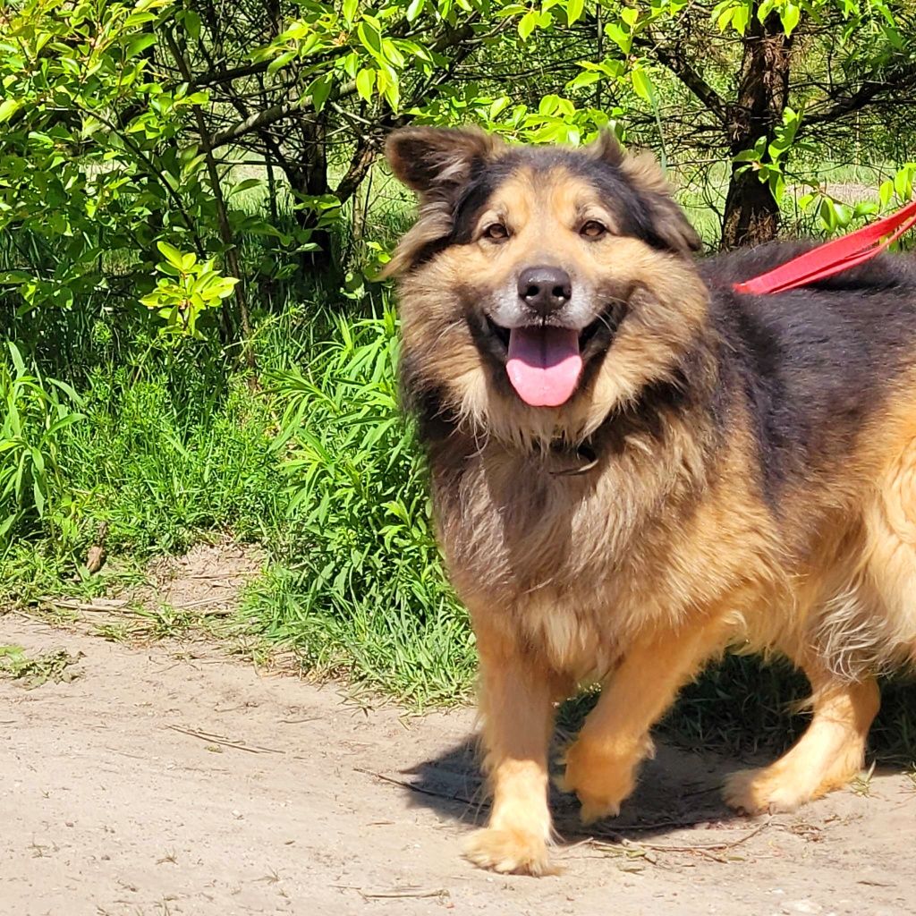 Młody, aktywny, zdrowy, gotowy do adopcji. Magik.