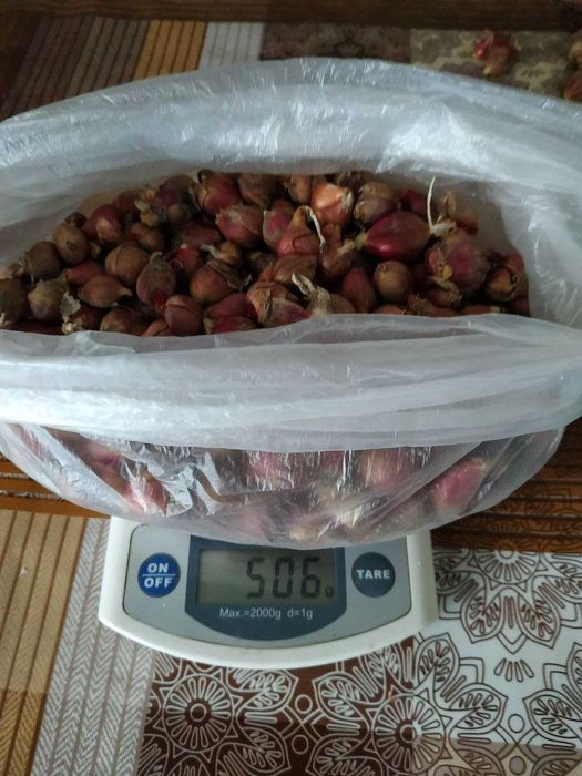 Лук многоярусный