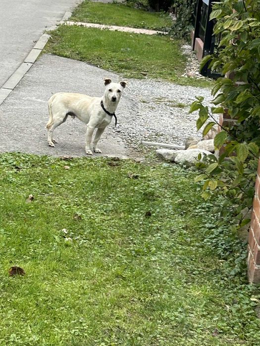 Roczny piesek szuka domu