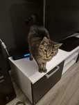 Koteczka do adopcji