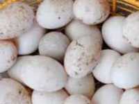 Яйця качині інкубаційні від качки гігант та пекінської