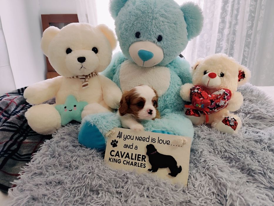 Cavalier King Charles Spaniel