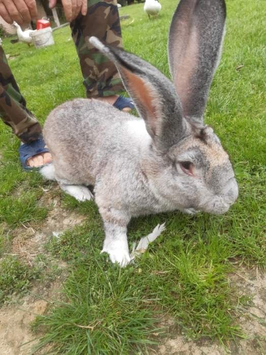 Królik belgijski szynszylowaty