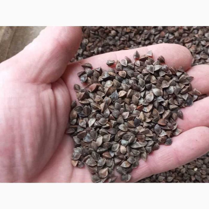 Посівна гречка. Насіння гречки .