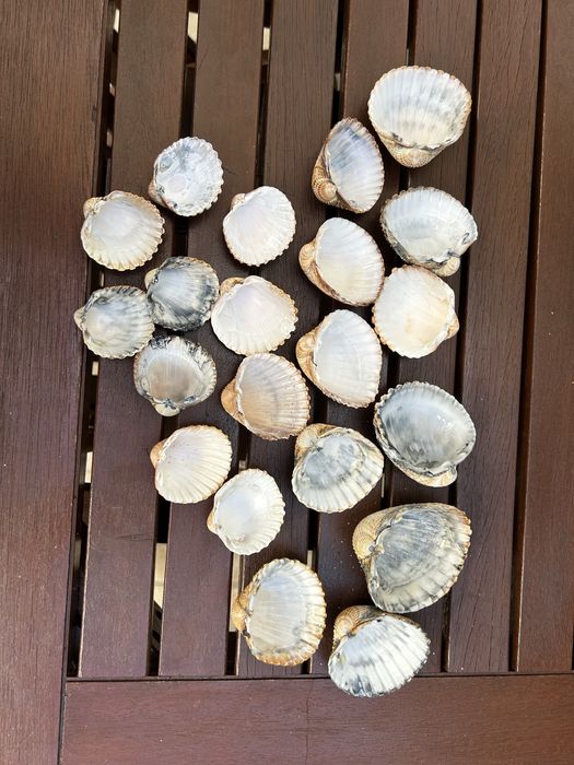 Vendo conchas para decoracao.