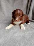 Border collie czekoladowa suczka