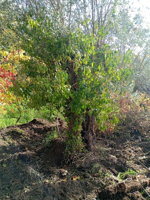 Oliveiras para jardim