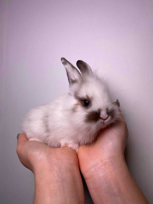 Кролики цветные домашние минилопы и нидерланцы породистые