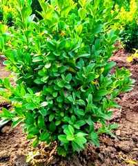 Самшит вічнозелений Buxus (великі)