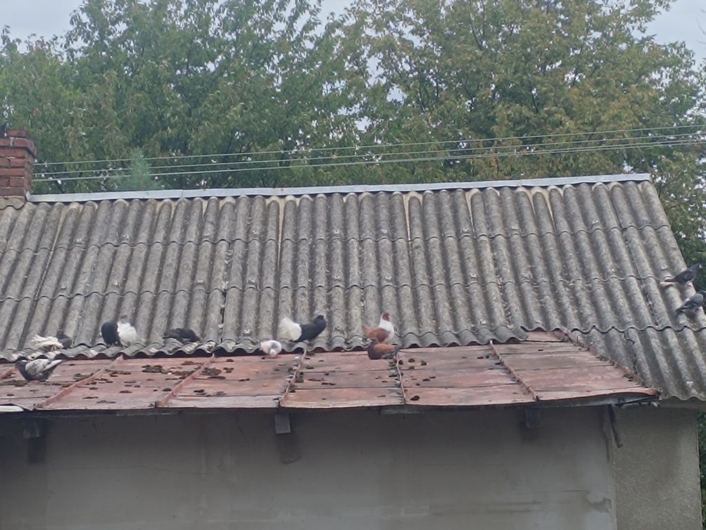 gołębie rasowe n