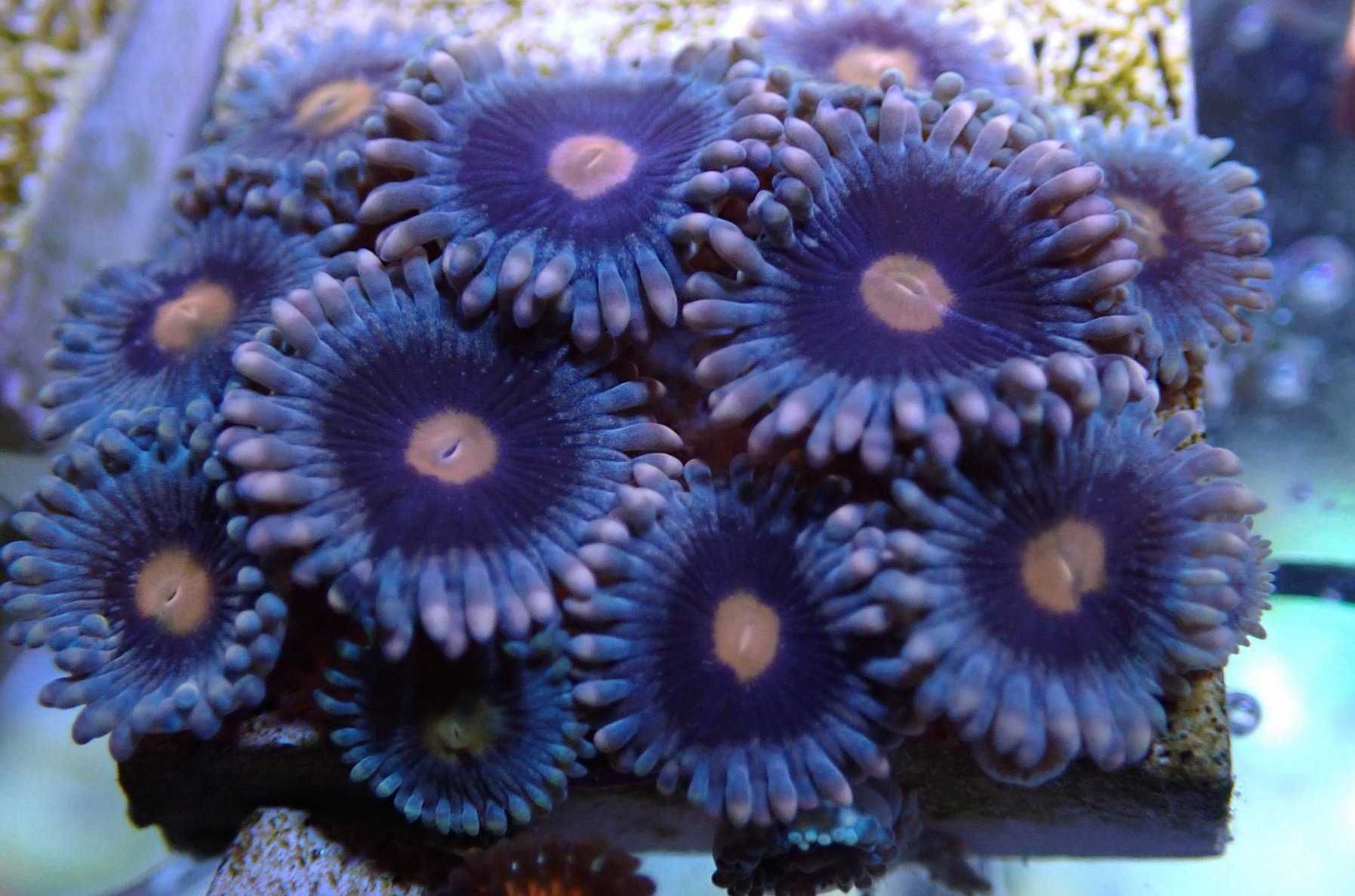 Zoanthus zoa Mary Jane 3polipy Akwarium morskie