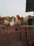 Galinhas leghorn brawne leghorn brancas.