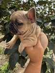 Buldogue Francês Ultima Menina