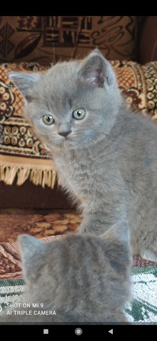 Висловухі і з рівними вушками кошенята