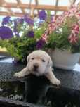 Labrador Retriever szczenie biszkopcik po ojcu z pochodzenia FCI