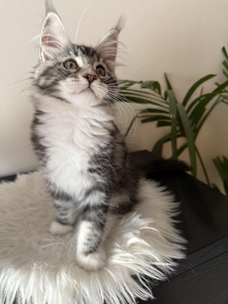 Gatinha Maine Coon com pedigree