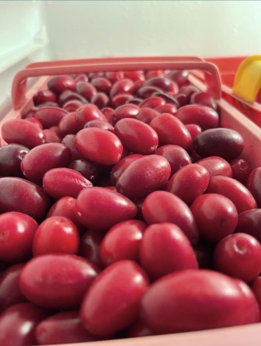 Dereń jadalny mrożony