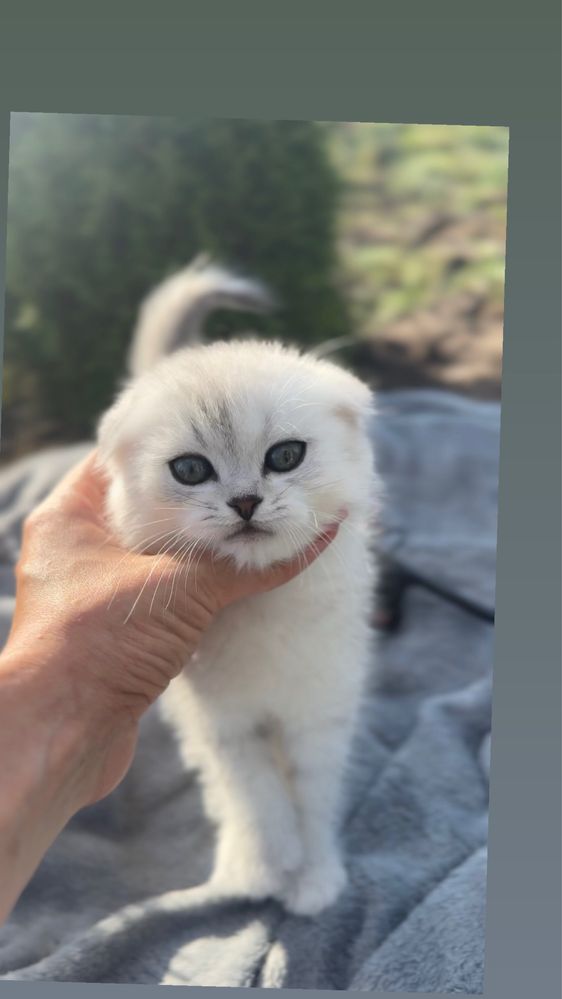 Кошенята висловухі пор шотландські фолд срібна шиншила висловух