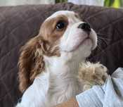 Cavalier King Charles Spaniel - ZKwP FCI - suczka