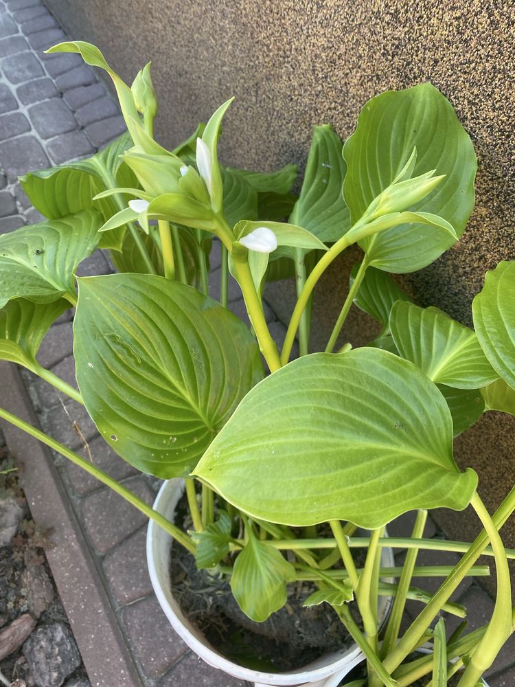 Funkja hosta 2 odmiany