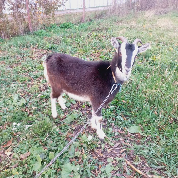 Продамо кізочку ( кітна)