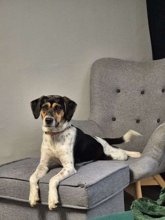 Oddam pieska w dobre rece