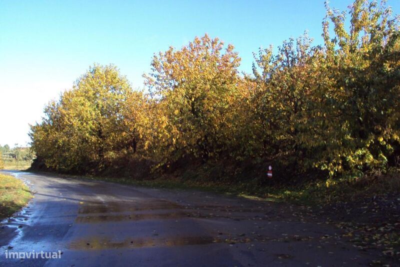 Terreno / Fundão, Alcongosta