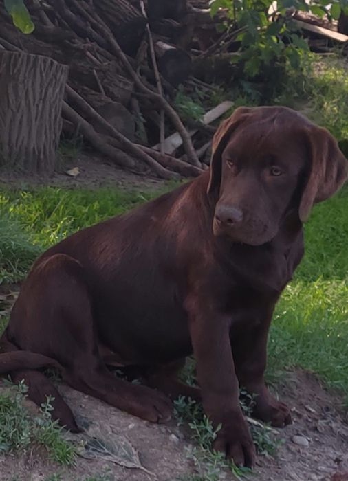 Labrador Retriever PIESEK